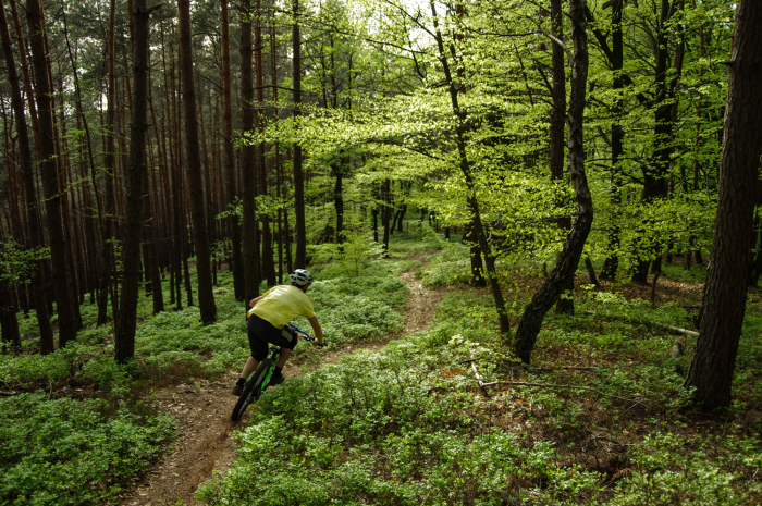Trails - Pfälzer-Wald